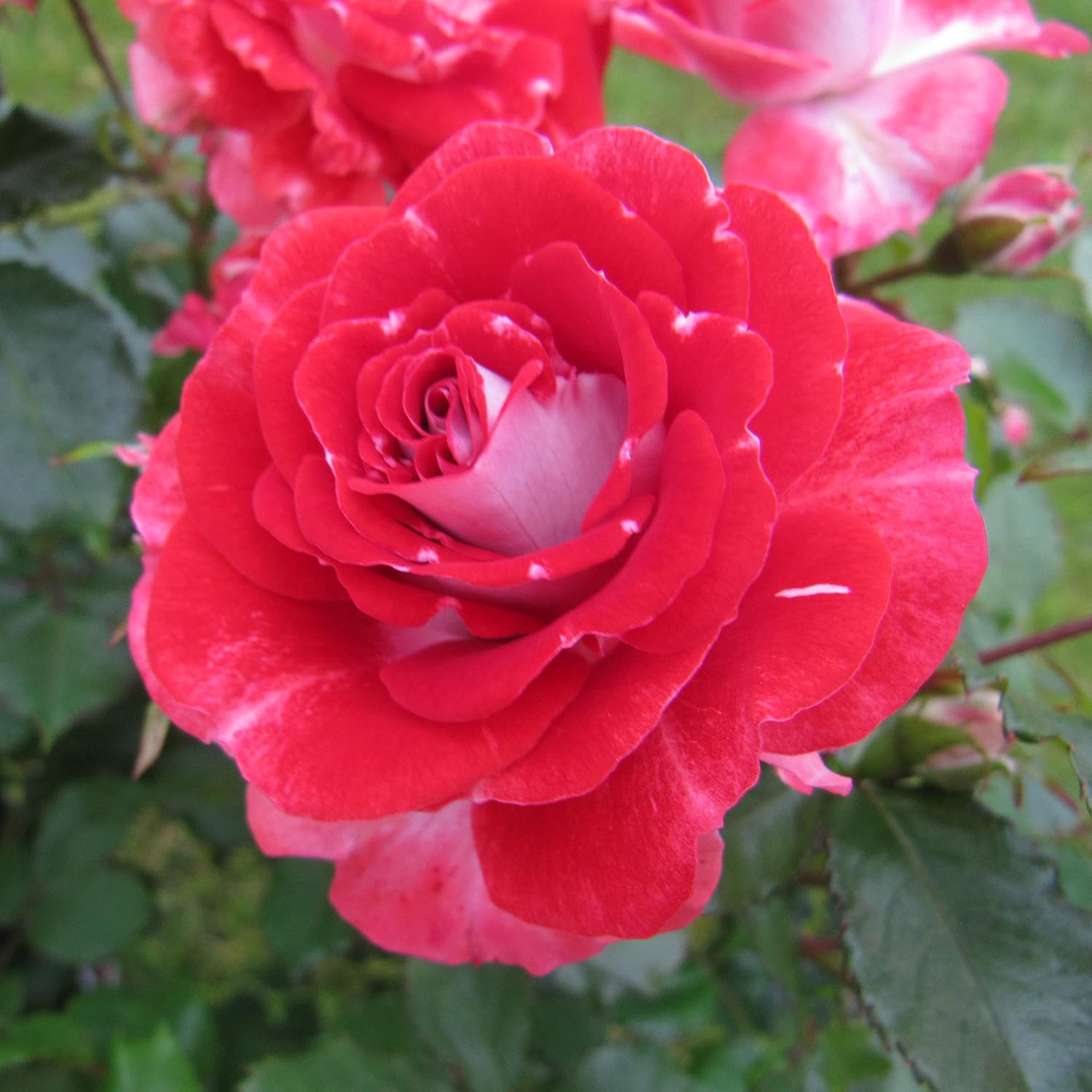 My Mum 5.5lt Potted Floribunda Garden Rose Bush Highly Attractive