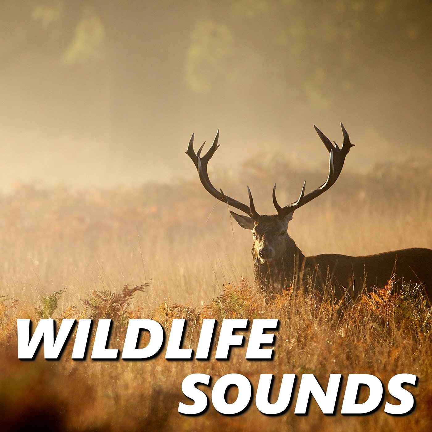 Wildlife Sounds