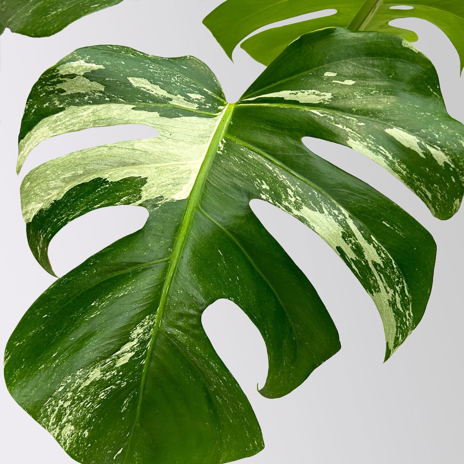 Monstera 'Variegata', grn-wei panaschiert, Topf- 15 cm, Hhe ca. 45 cm :  Amazon.de: Garten