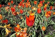 Review Image by Edgar Fontanilla