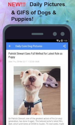 Daily Cute & Funny Dog Pictures