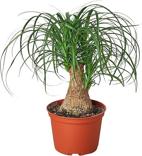 House Plant Shop Palmera 'cola de caballo' - Maceta de 4 pulgadas Planta de interior viva Fácil de cuidar Planta de decoración natural Grandes