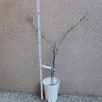 2年生　フィンガーライム接木苗／デザートライム　8号鉢植え　撮影品のお届け 柑橘2年生 フィンガーライム接木苗／デザートライム 8号鉢植え