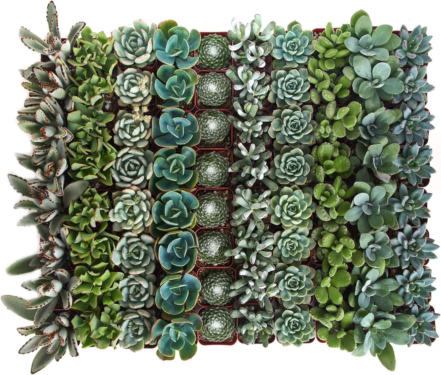 Shop Succulents | Azul Verde Collection | Assortment of Hand Selected, Fully Rooted Live Indoor Blue/Green Succulent Plants, 32-Pack