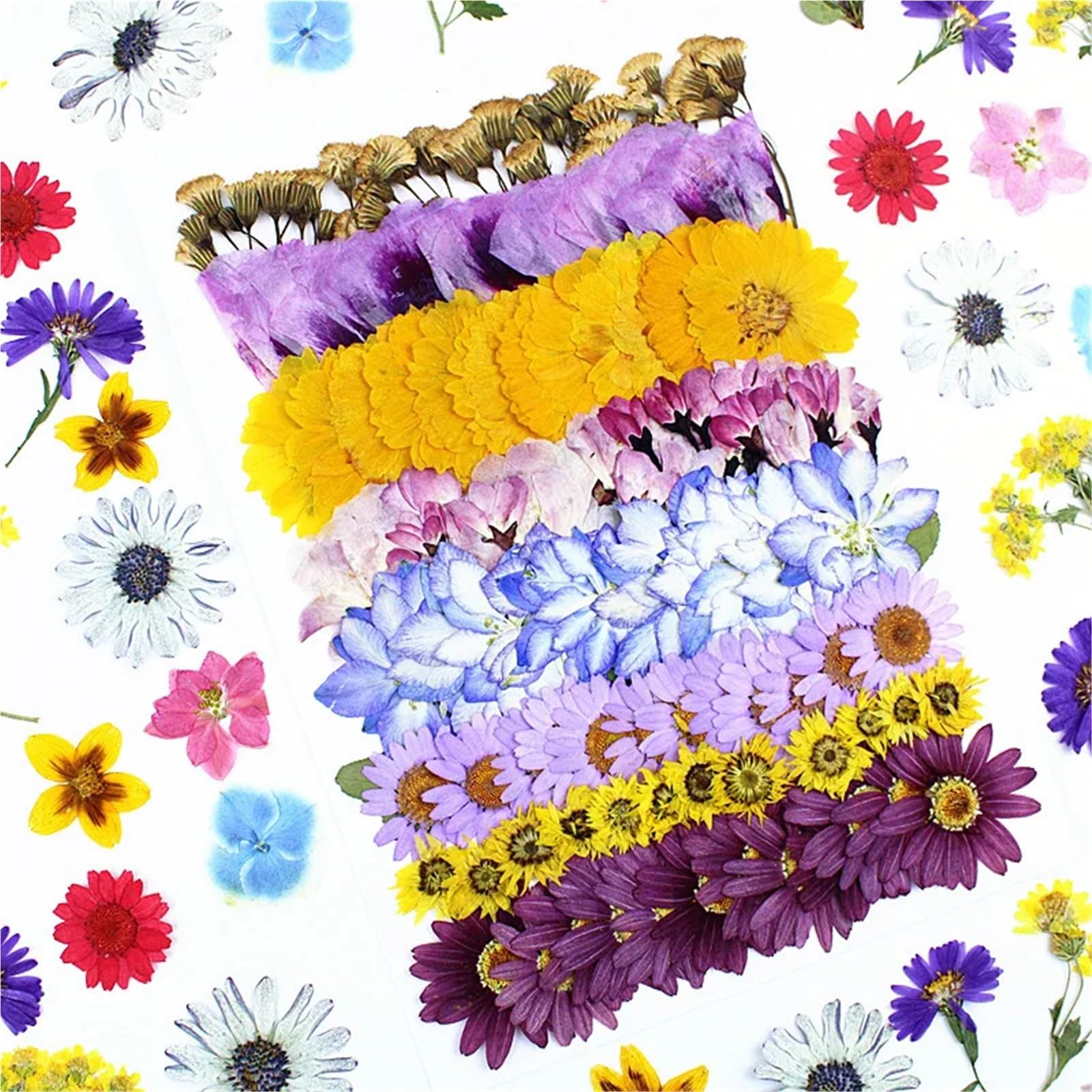 Fiori Pressati ed Essiccati Kit materiale for pressare fiori secchi
