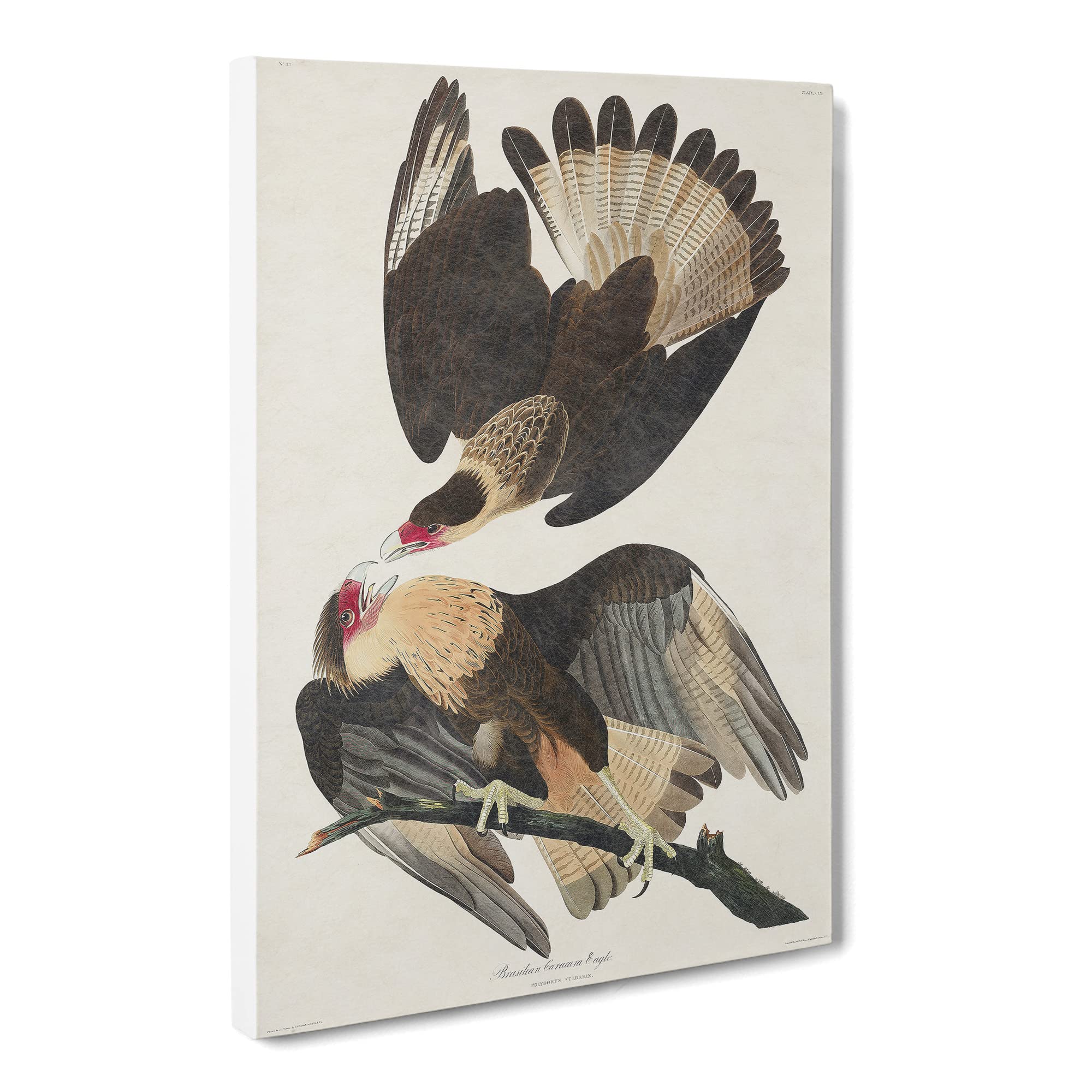 Brasilian Caracara Eagle By John James Audubon Canvas Print, Mixed, 25L x 50W cm