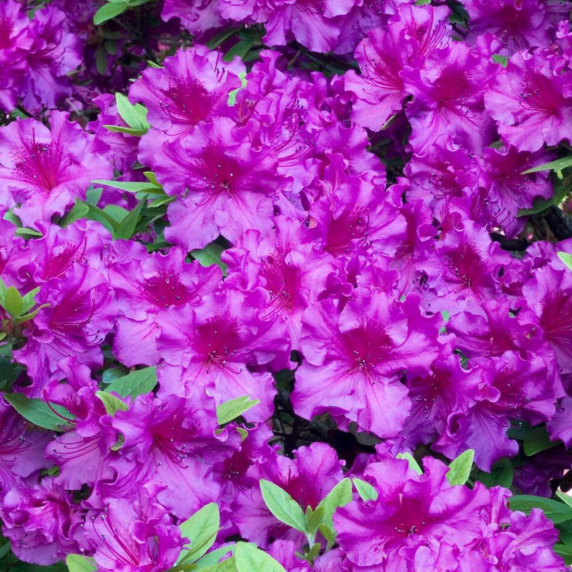 Azalea Japonica Plant - Purple | Dense Bushy Vigorous Evergreen Outdoor Flowering Garden Shrub | Pack of 2, 9cm Pots