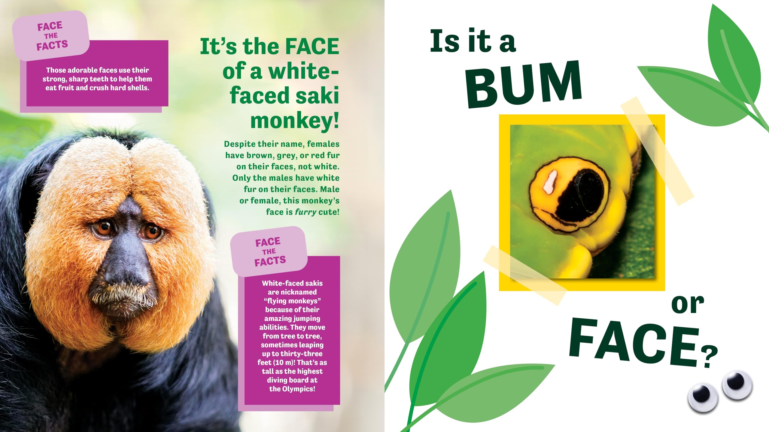 Bum or Face? Revenge of the Bums: Revenge of the Bums
