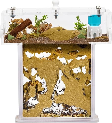 Acrylic Ant Farm Kit Sand in T-Shape Mini - Sandwich 14x5x14 cm and Foraging Box - Transparent - 1