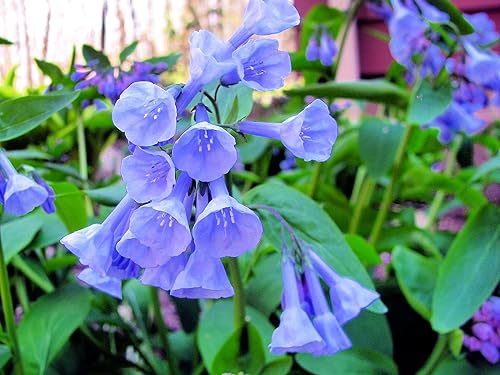 Virginia Bluebells Semillas de flores silvestres para plantar (10 semillas) - Mertensia virginica - Impresionante flor silvestre que florece en
