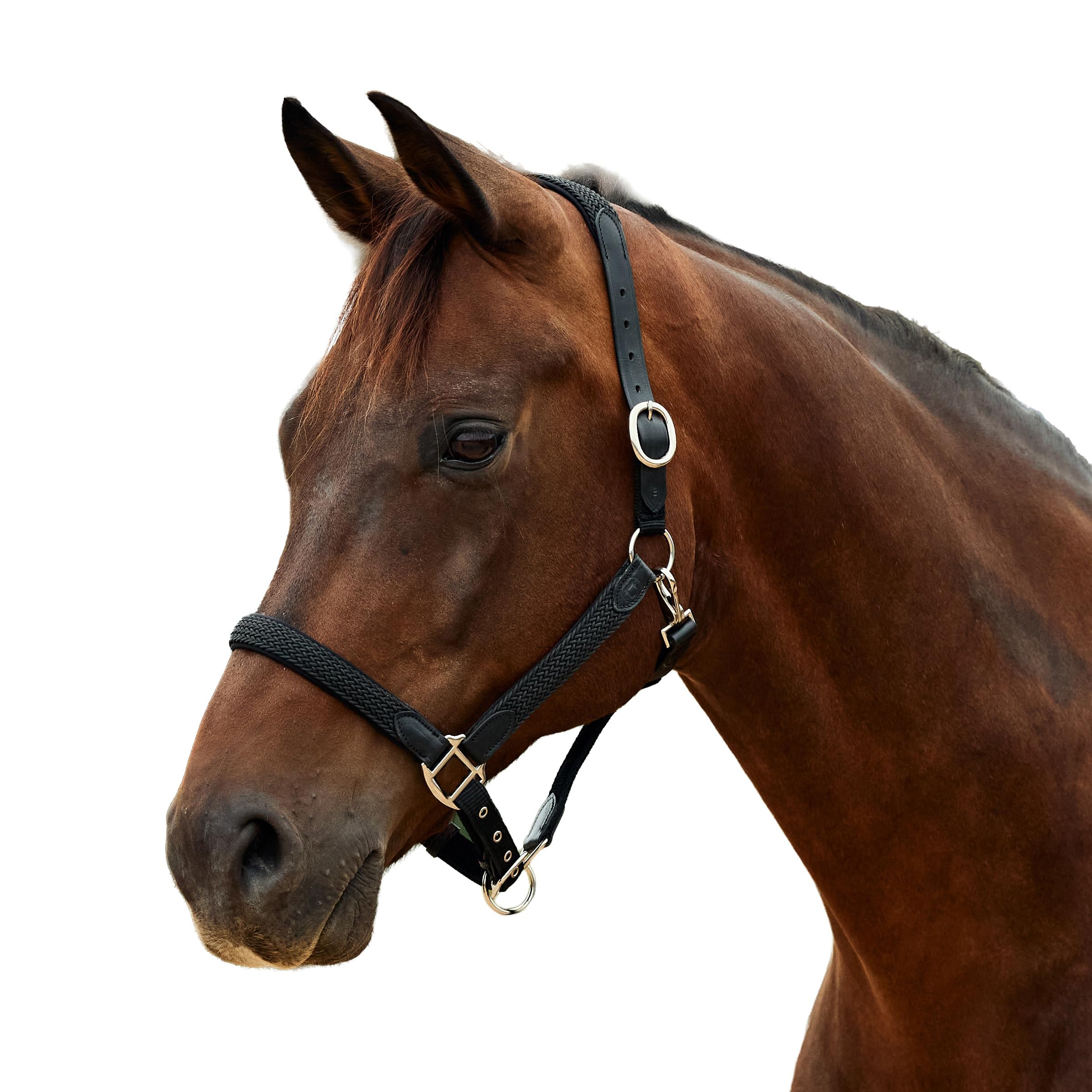 Dublin Braided Leather Headcollar, Black, Pony