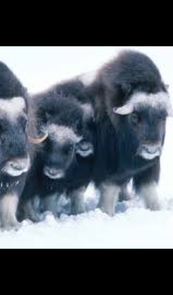 Muskox Wallpaper &ndash; HD Wallpapers of Muskox!:Amazon.co.uk:Appstore for