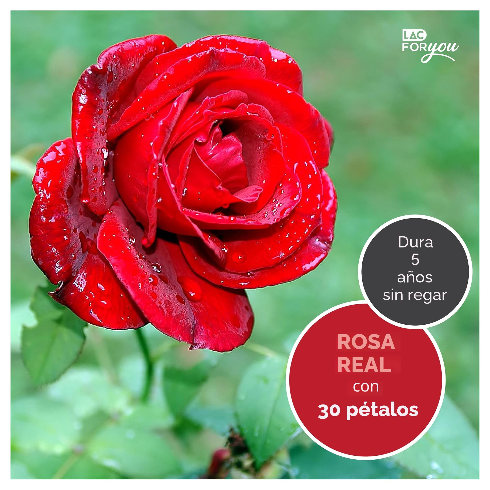 LAC FOR YOU Rosa Eterna Natural Preservada - Regalos Originales para Mujer, Novia Aniversario - Caja Rosa Preservada con Collar, Regalo Cumpleaños Madre - Roja