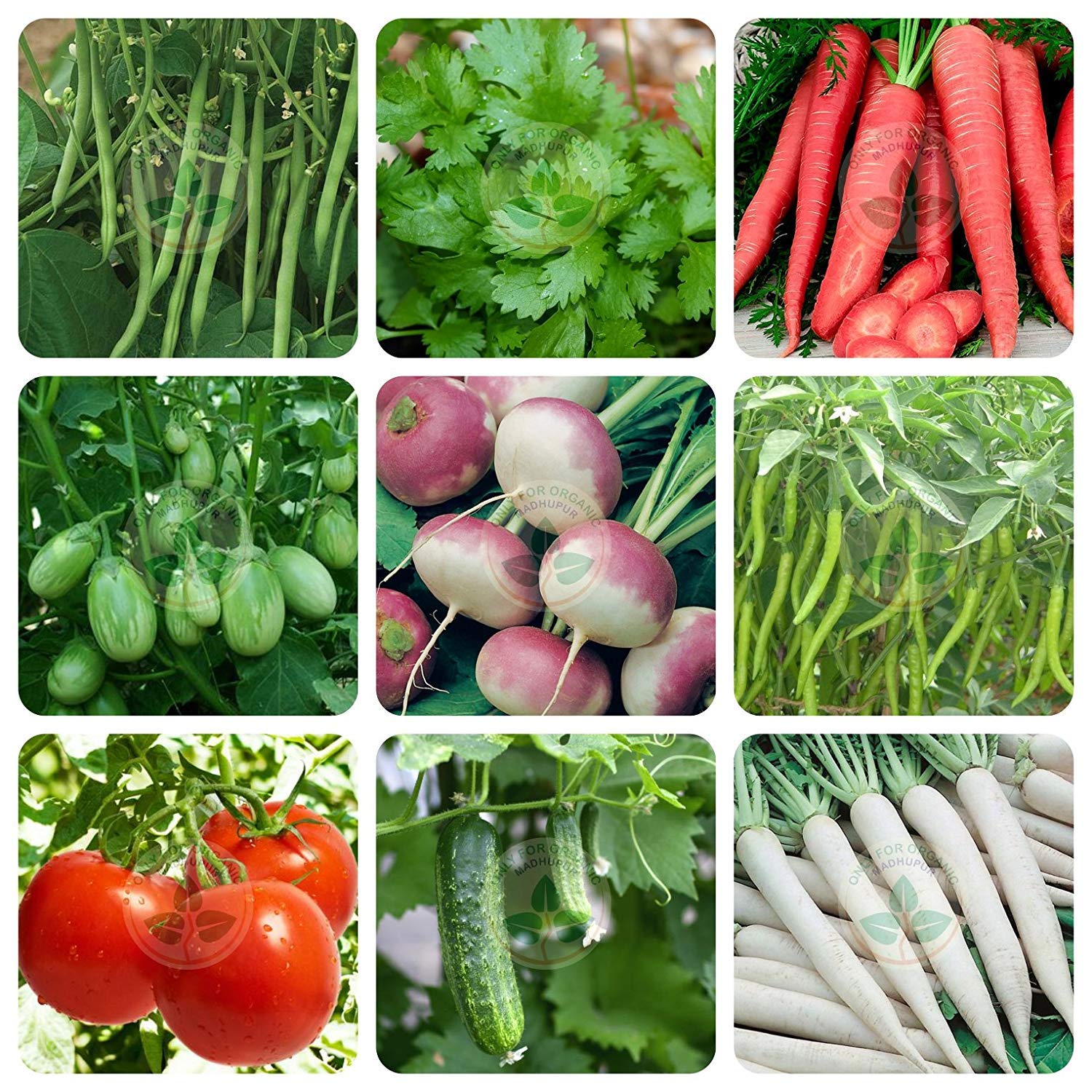 OMG ORGANIC SEEDS ! Combo of nine hydroponic seeds. (B07VLH5SG1) Amazon Price History, Amazon Price Tracker