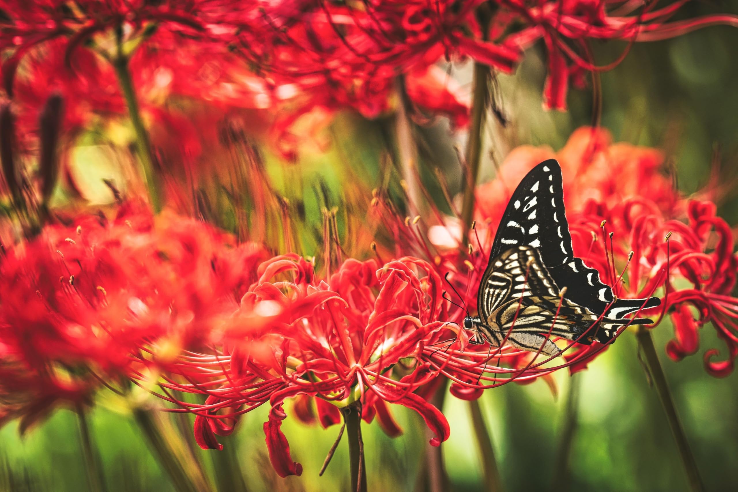 【Lily様】専用・赤360g×2袋≪フォロー＆リピート割特価≫ Amazon.co.jp: Heirloom Red Spider Lily (Lycoris Radiata) Bulbs