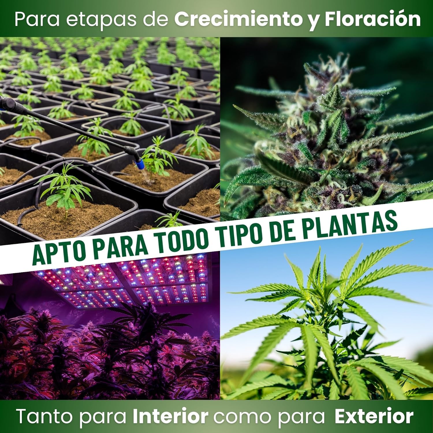 MADAME GROW Pack Ibiza 3 x 1 Litro | Kit Fertilizantes Floración con Algas Energía y PK | Caribbean Algae + Sweet Lolita + Jamaican Bloom | Pack 3 Abonos Orgánicos Floración