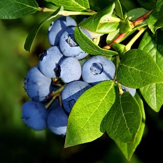 Brighter Blooms - Aurora Blueberry Bush, 1 Gallon - No Shipping to AZ, CA, GA, MI, OR, WA