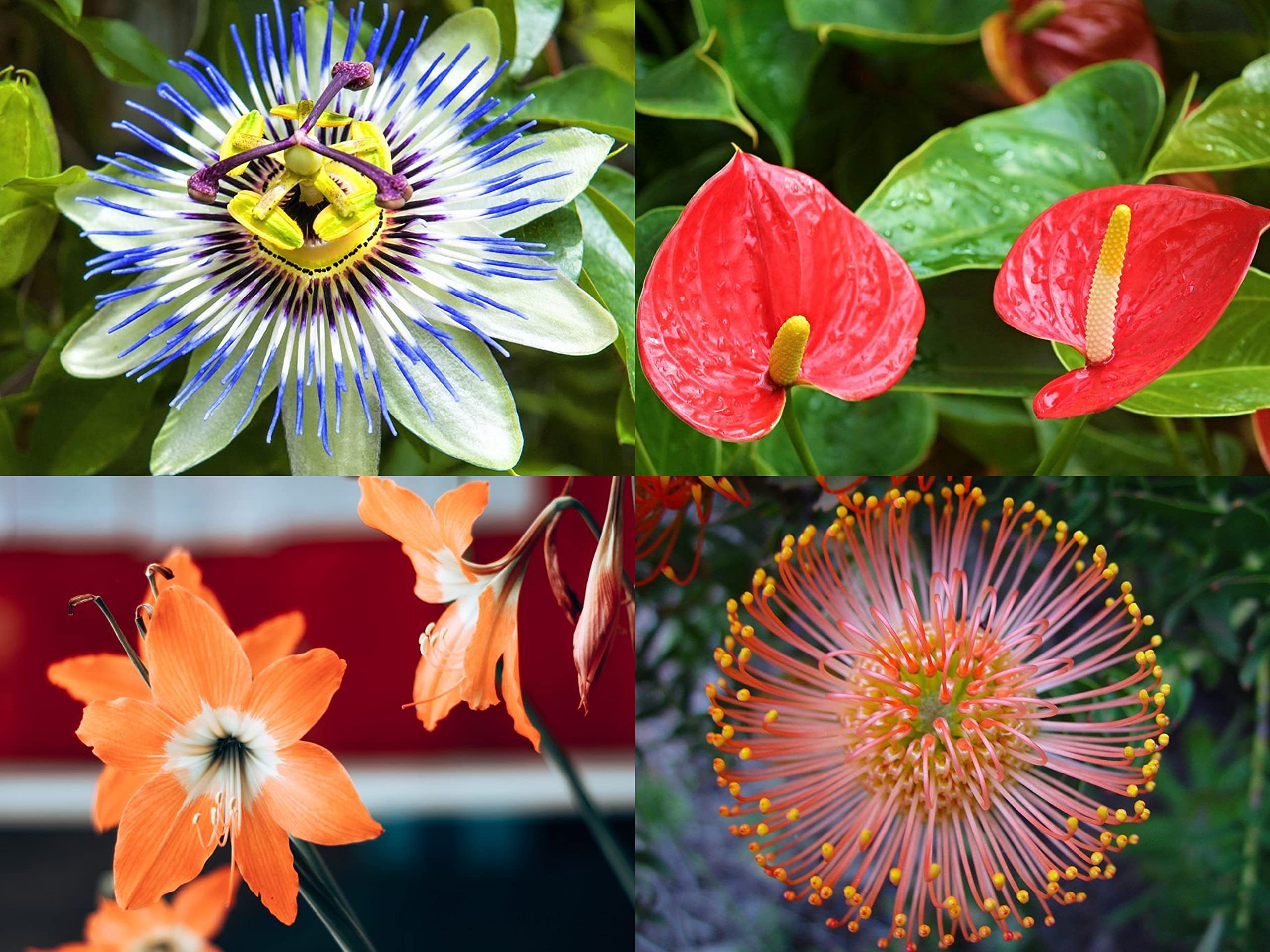 Exotic Flower Seeds Combo - Protea, Anthurium, Amaryllis, Passion Flower- 15 Seeds Each (B09F11FN39) Amazon Price History, Amazon Price Tracker