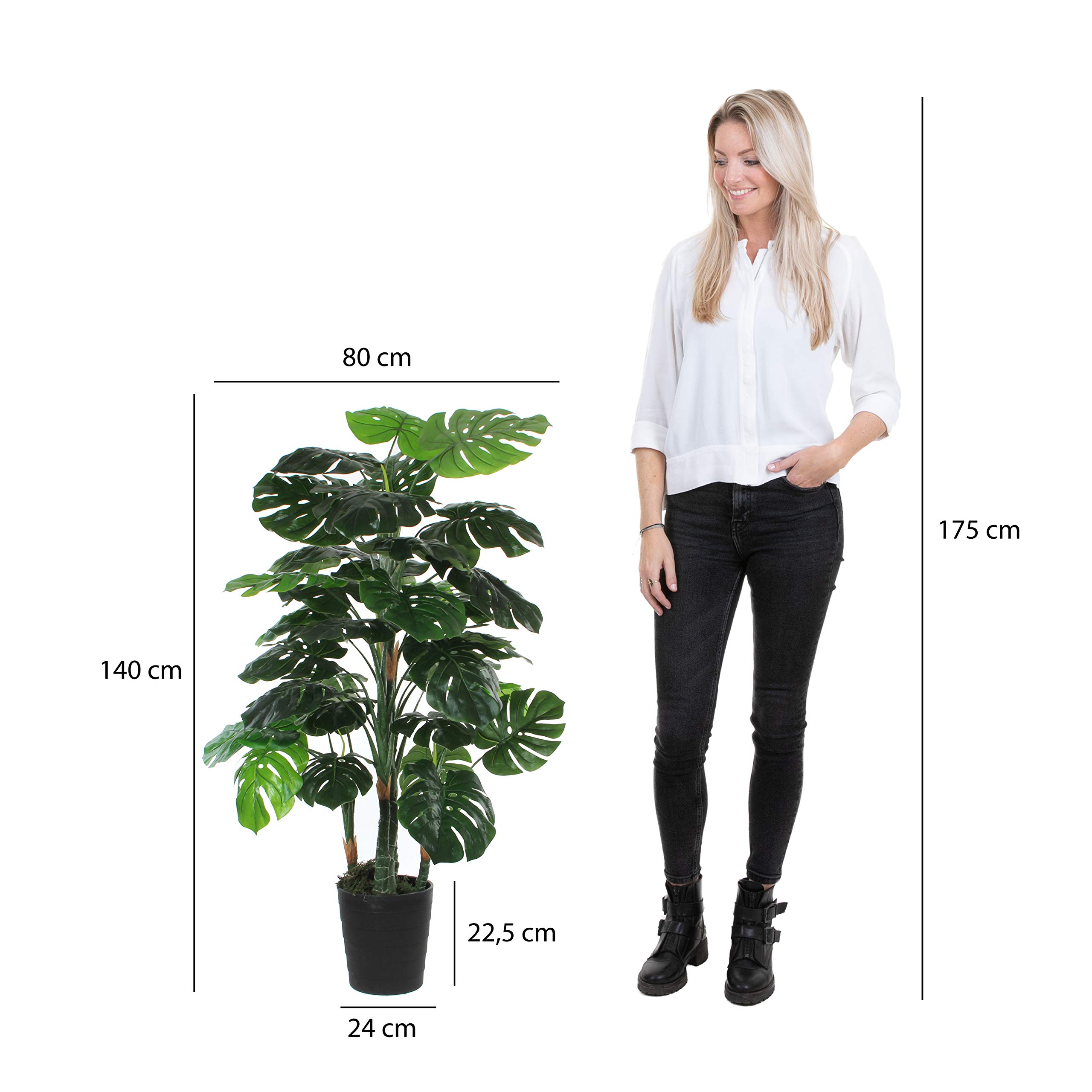 philodendron silver sword variegata Philodendron 'Silver Sword' Variegated (wk21-B)