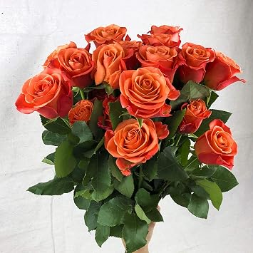 Greenchoice Flowers 50 Orange Roses Fresh Cut Bulk | 20" Long Stems | Farm-Direct Ecuador Real Flowers Wholesale | Fall Wedding Thanksgiving Event Florist | No Vase
