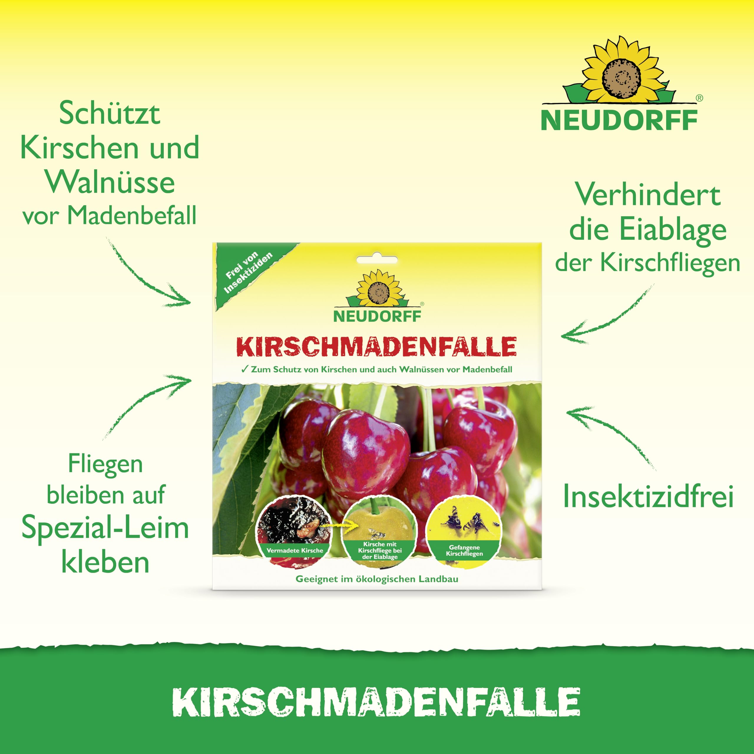 Neudorff KirschmadenFalle – Schützt Kirschen und Walnüsse vor Madenbefall, insektizidfreie Leimfalle, 7 Stück