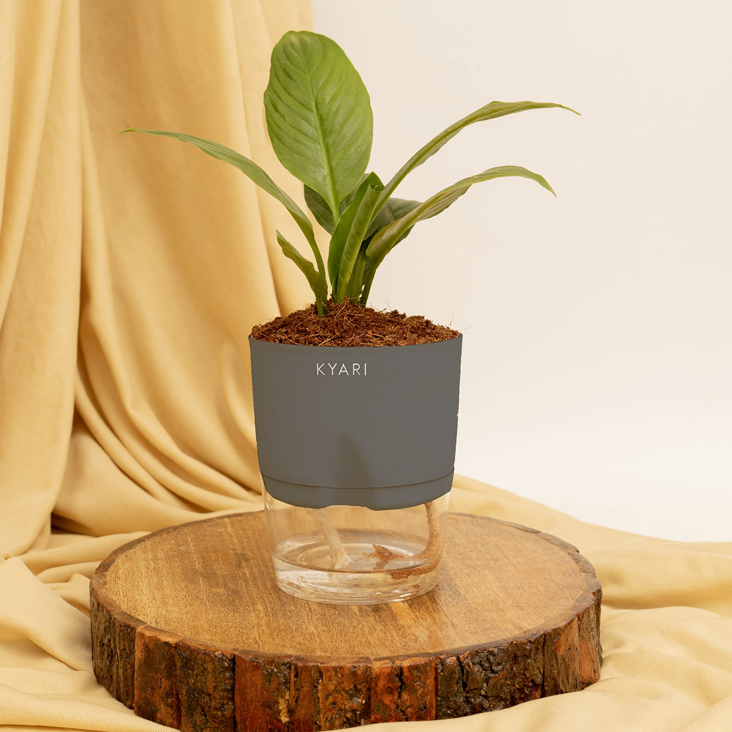 Kyari Peace Lily Live Plant with Grey Self Watering Pot - Small 4 Inch