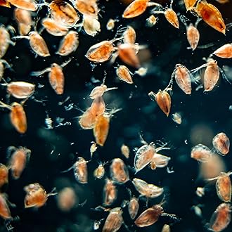 Aquacadabra Live Daphnia Food for Tropical Fish 140ml Pack x 3 Bags of Live Fish Food