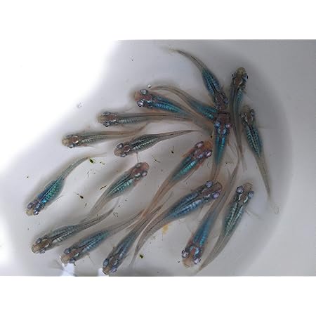 Amazon マリンブルー 深海 メダカの有精卵 生体 観賞魚 水中生物 通販