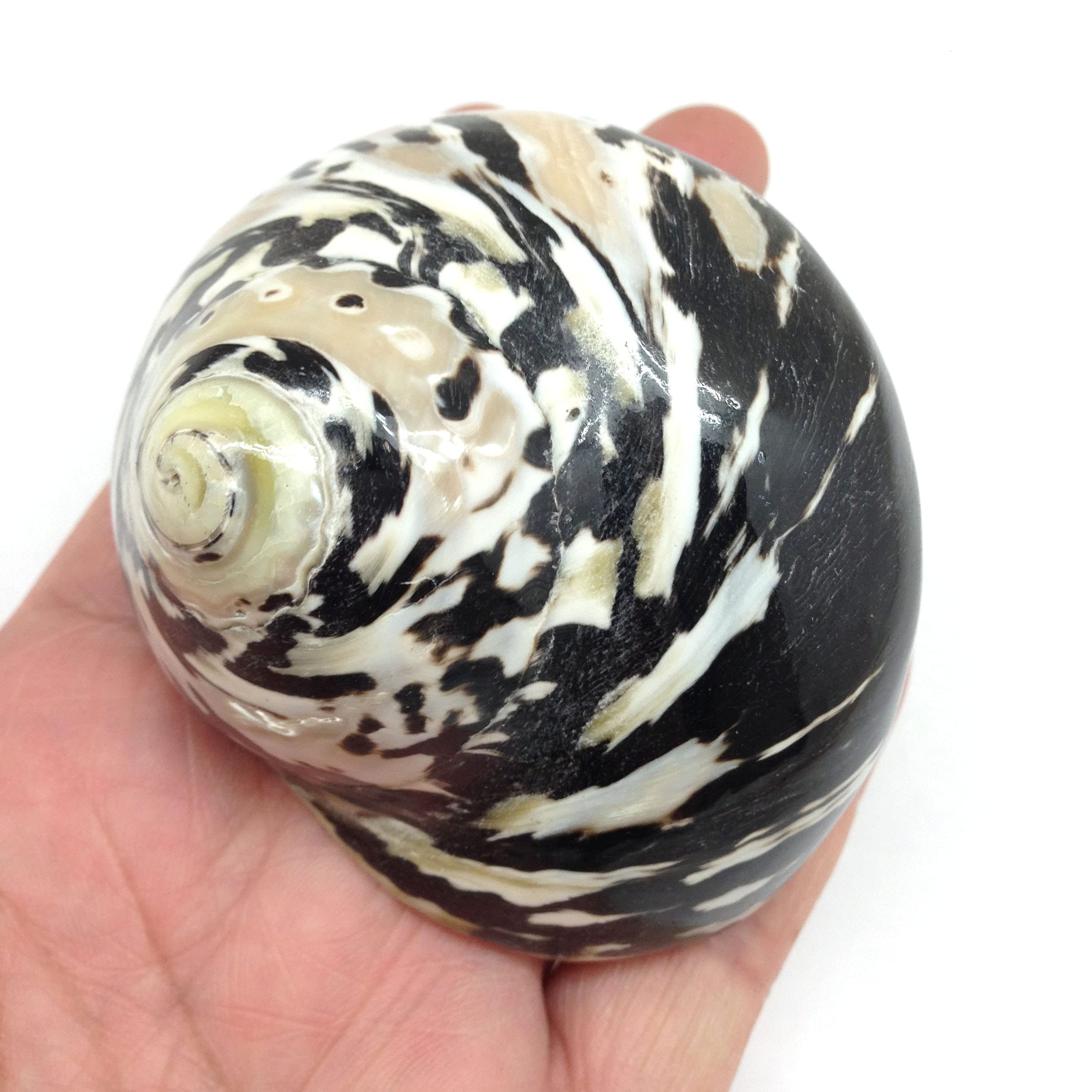 PEPPERLONELY 1 PC Black Polished Magpie Turbo Sea Shell, Hermit
