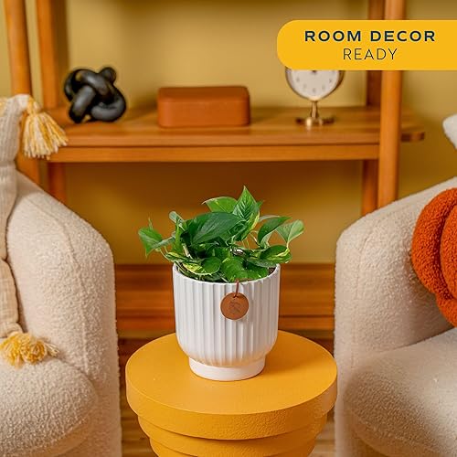 Miniatura 2 de Costa Farms Golden Pothos Planta viva, hiedra del diablo en maceta decorativa, fácil de mantener, planta de interior purificadora de aire,