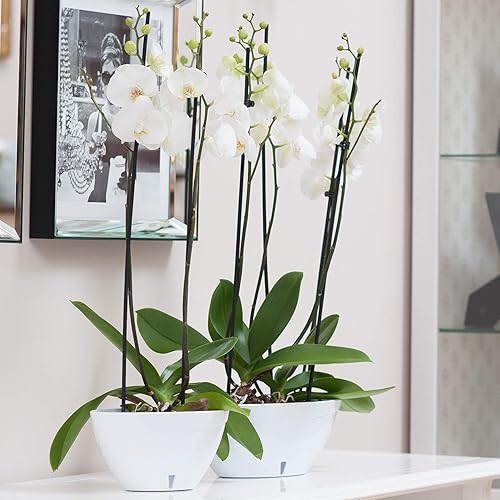 Miniatura 5 de DECOPOTS Maceta de forma ovalada para plantas, maceta de jade con riego automático, maceta de interior, macetas de plástico con drenaje para todas