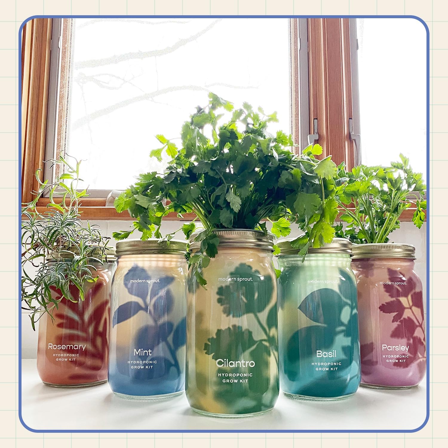Modern Sprout Mason Garden Jar - Self-Watering Hydroponics Growing System Kit with Organic Herb Seeds - Jar Planter for Indoor Herb Garden - Seed Starter Kit - Home Decor & Gifting - Lavender