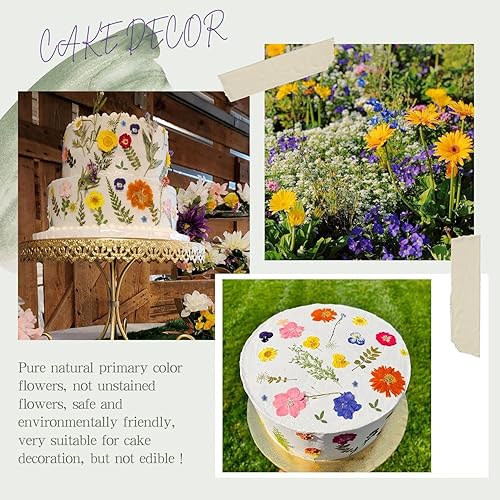 Vista 42 de 48 piezas de flores secas prensadas naturales para decoración de pasteles, flores secas reales para la fabricación de joyas de resina, manualidades