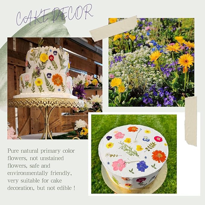 48 Piezas Flores Secas Naturales Mixtas para Manualidades y Pasteles miniatura 2