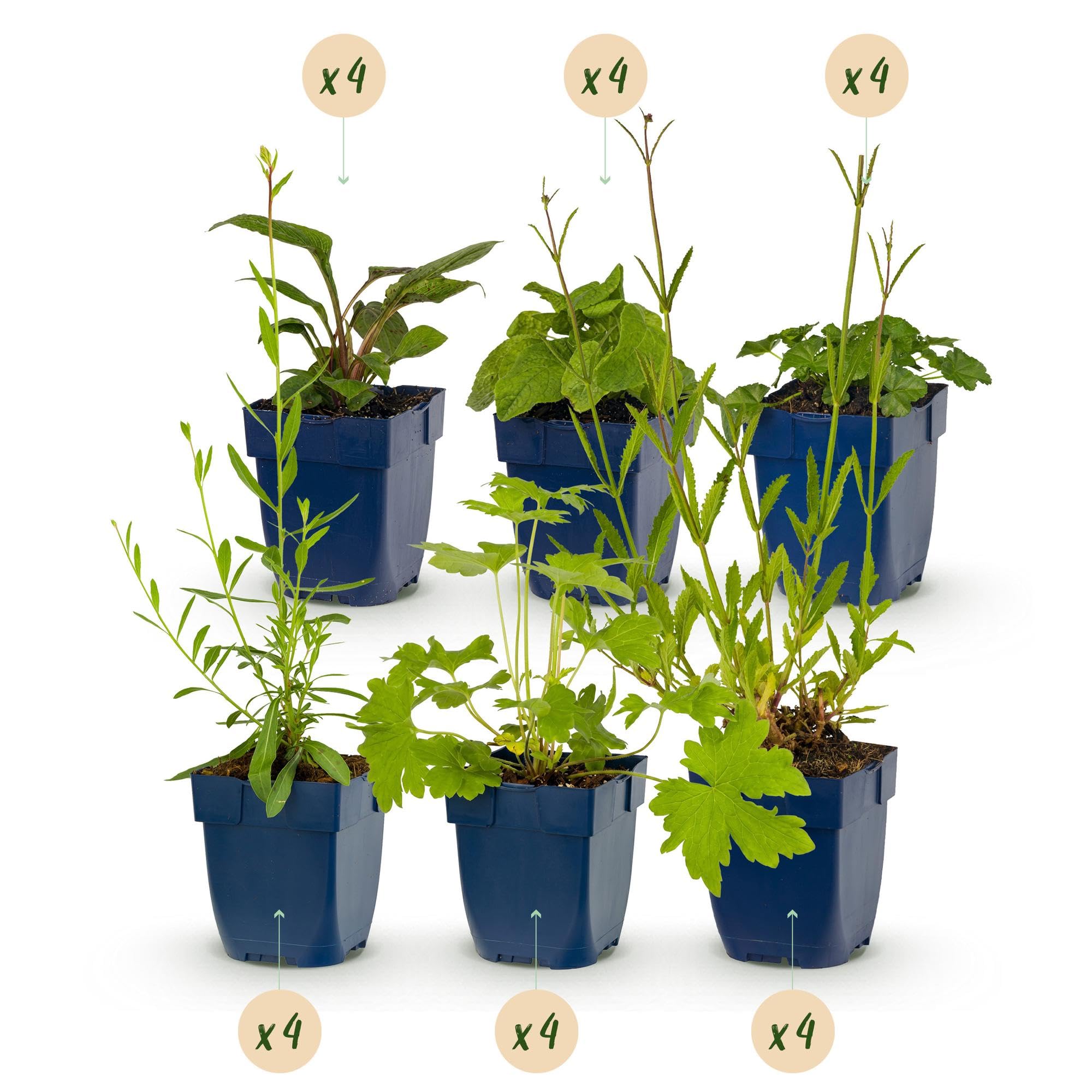 Set Piante Perenni da Giardino, Attira Api e Farfalle, Colori Misti, 24 Pz