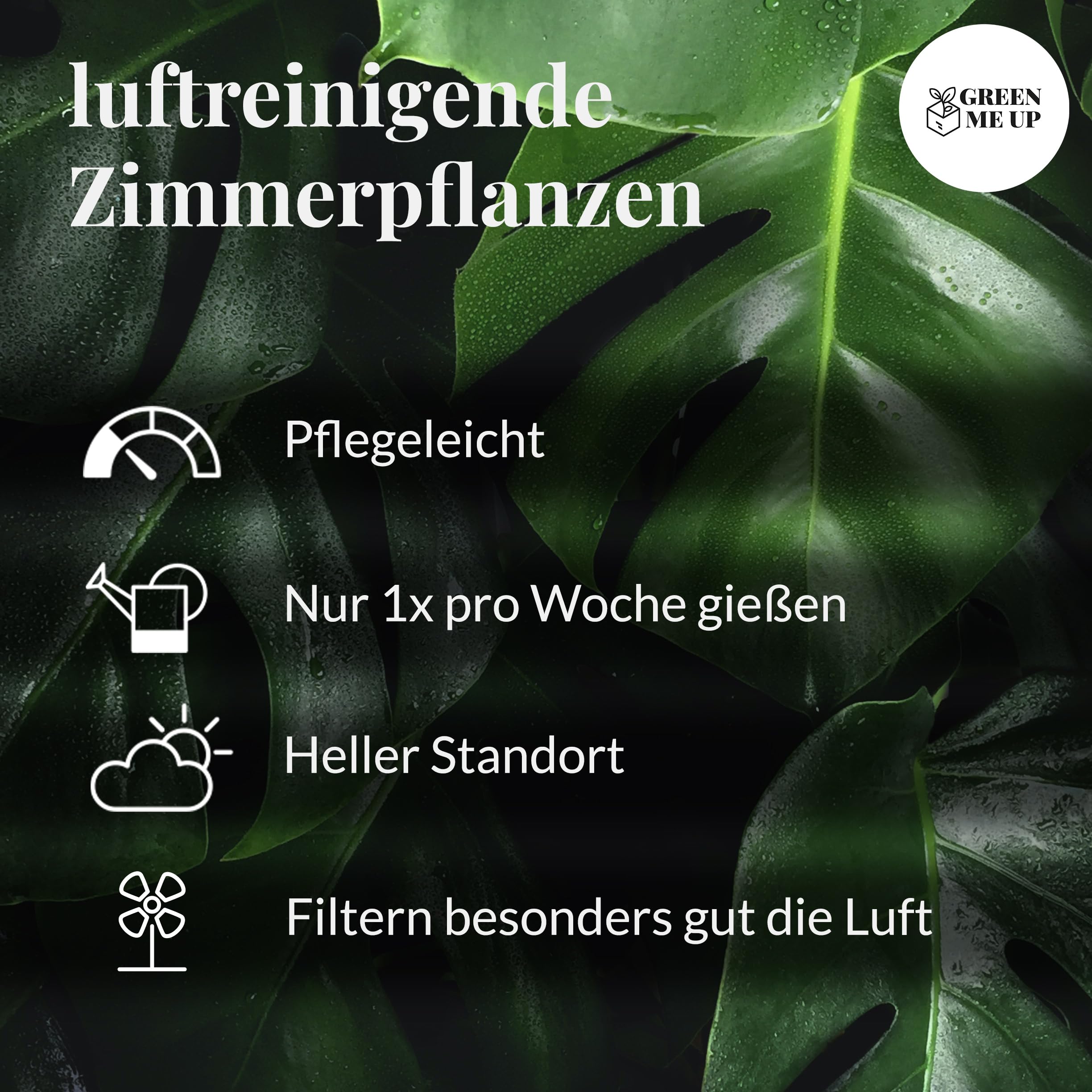 Zimmerpflanzen 3er Box Fresh Air Brothers | Goldfruchtpalme, Einblatt, Sansevieria | Luftreinigende Pflanzen mit Übertöpfen frisch aus der Gärtnerei | Pflegeleicht & dekorativ | Green Me Up