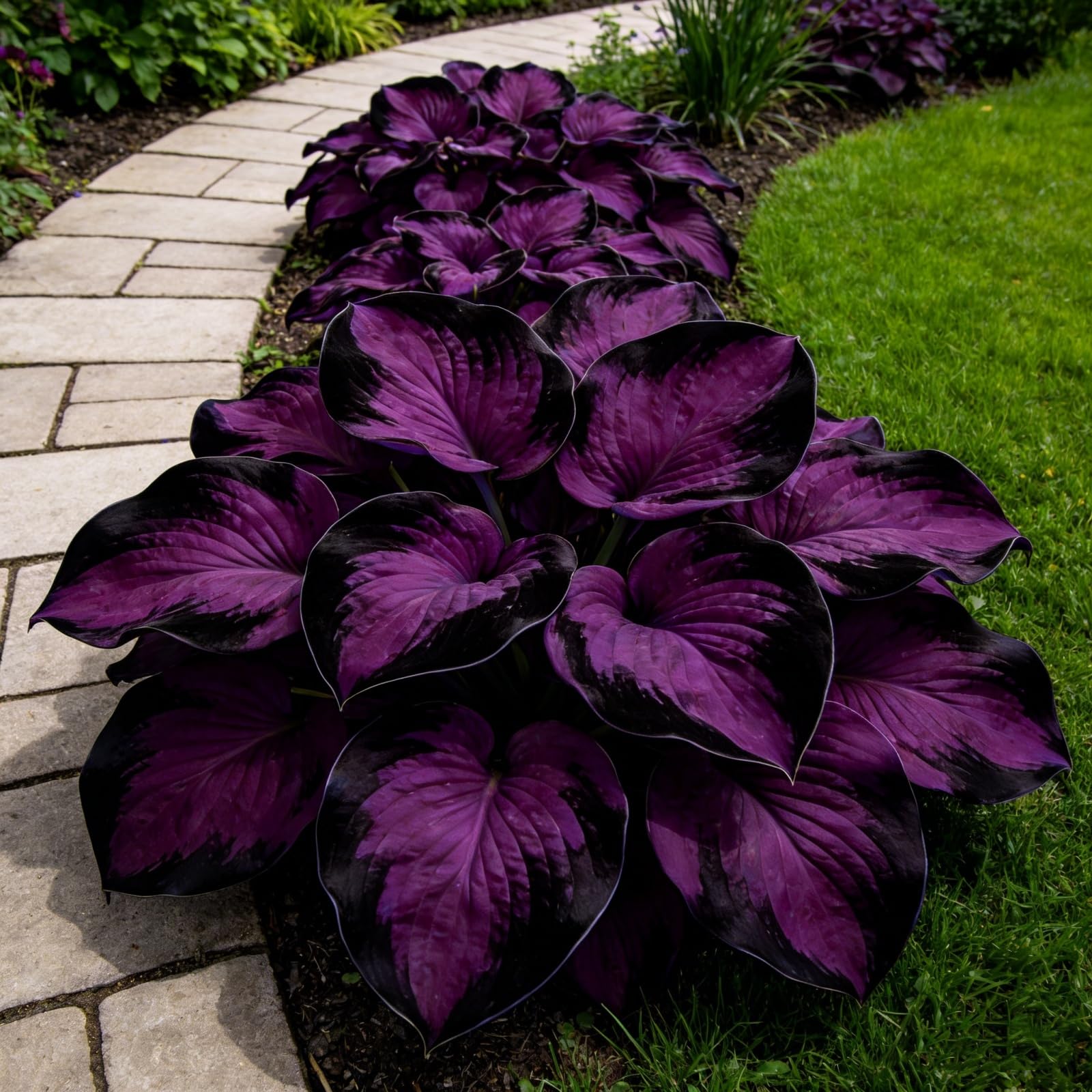 Midnight Blue Heart Hosta Bulbs: Fast-Growing ＆ Shade-Tolerant, Perfect for Garden Borders & Landscapes, Excellent Display -6 Bulbs-A — image 1