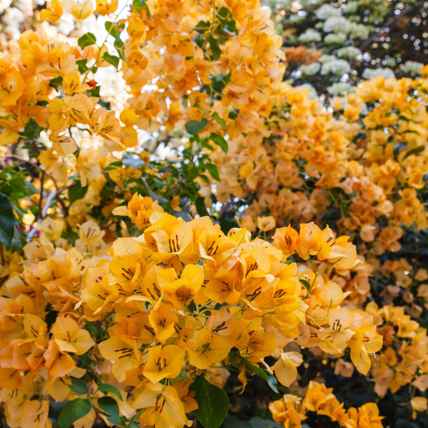 Pack 3 Mix Color Bougainvillea Plants, 5-8" Live Starter Plants, Perennial Bougainvillea Flower Vine Bush for Planting, Well-Rooted, No Pot