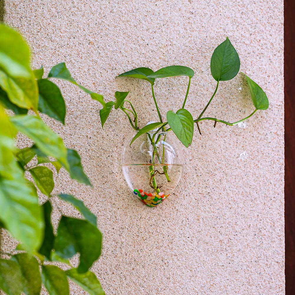 NUPTIO Terrario da parete sospeso: stazione di propagazione per piante, 4 | Vaso da parete in vetro trasparente per interni, esterni, soggiorno, ufficio, cucina, balcone, contenitori idroponici per