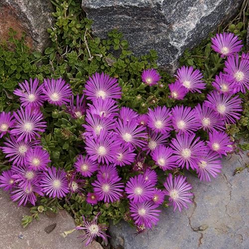 Outsidepride 100 semillas perennes Delosperma Cooperi Ice Plant Table Mountain Ground Cover Seeds para plantar