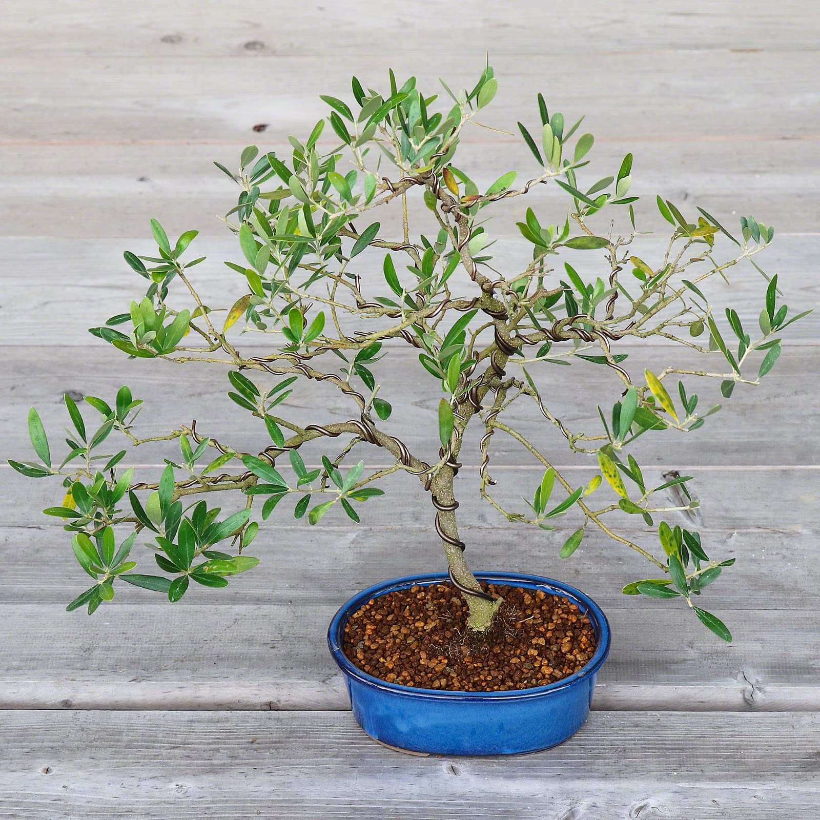Wazakura Serie Banko Set di 2 Vasi per Bonsai Fatti a Mano con Fori di Drenaggio Realizzati in Giappone, Vasi Decorativi Ovali per Fiori, Ciotole Smaltate per Piante da Interno - Set Blu 2 Pezzi