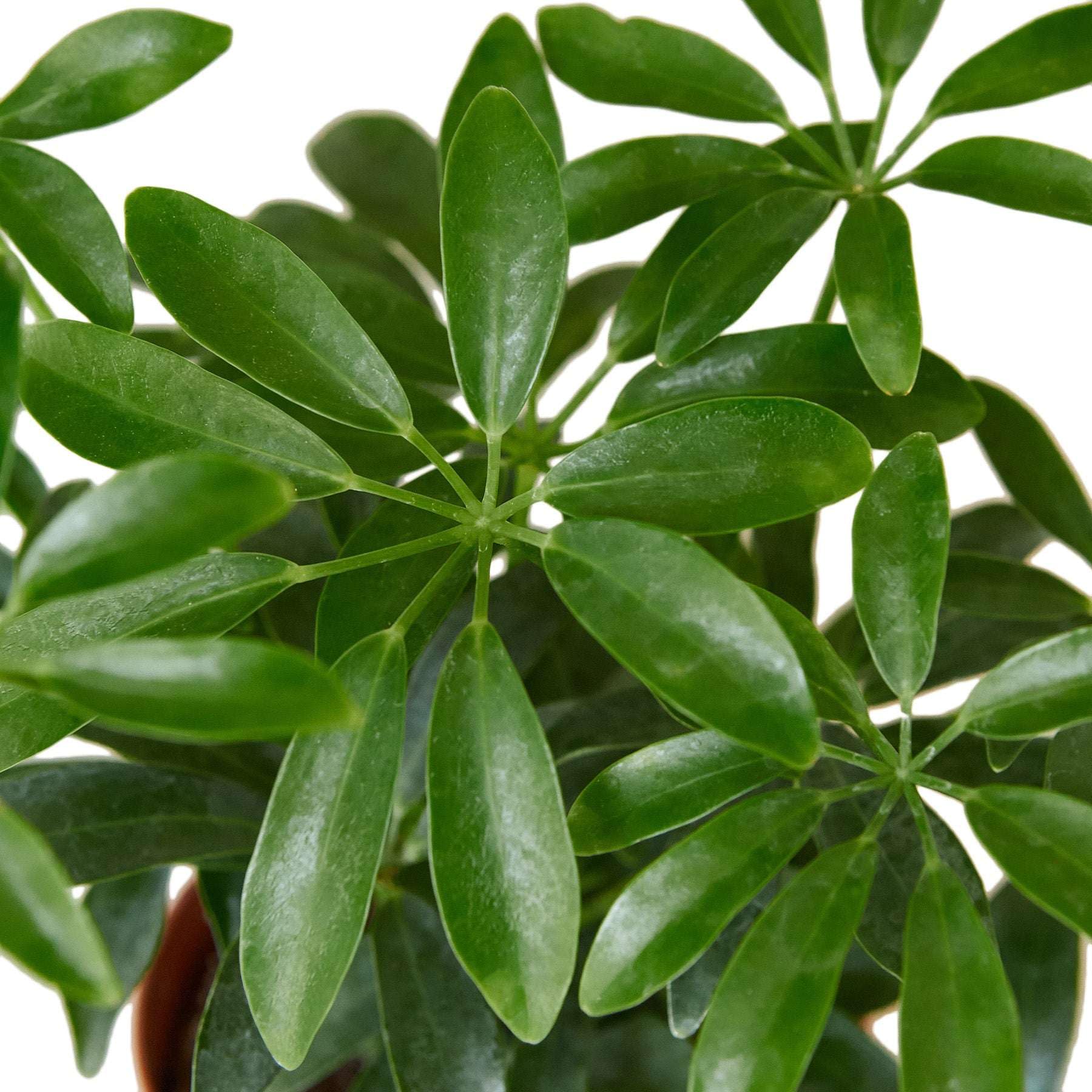 Amazon.com : Schefflera Arboricola Live Plant for Indoor | Different  Houseplants in 4'' & 6'' Pot | Real House Plant for Living Room, Office,  Desk & Bathroom | Dwarf Umbrella Tree :