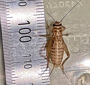 Amazon | コオロギ 全サイズ ピンヘッド SSS SS S MS M ML L Amazon | コオロギ 全サイズ ピンヘッド SSS SS S MS M ML L