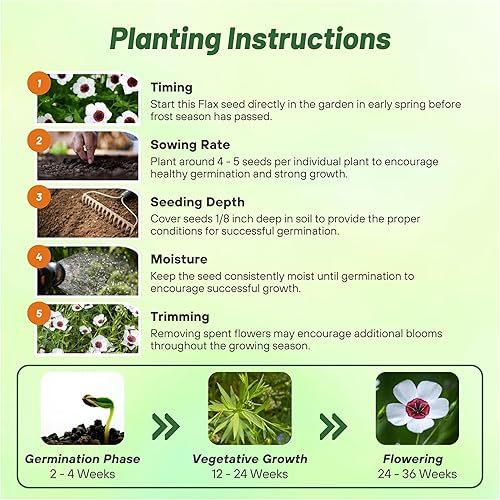 Miniatura 4 de Outsidepride Bright Eyes - Semillas de lino blanco  1000 semillas anuales de flores para plantar, auto-siembra, tolerantes a la sequía con