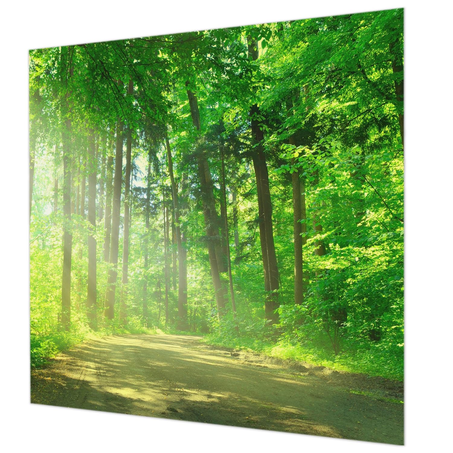 Papier peint intissé haute qualité 250x250 cm décor chemin forestier mural