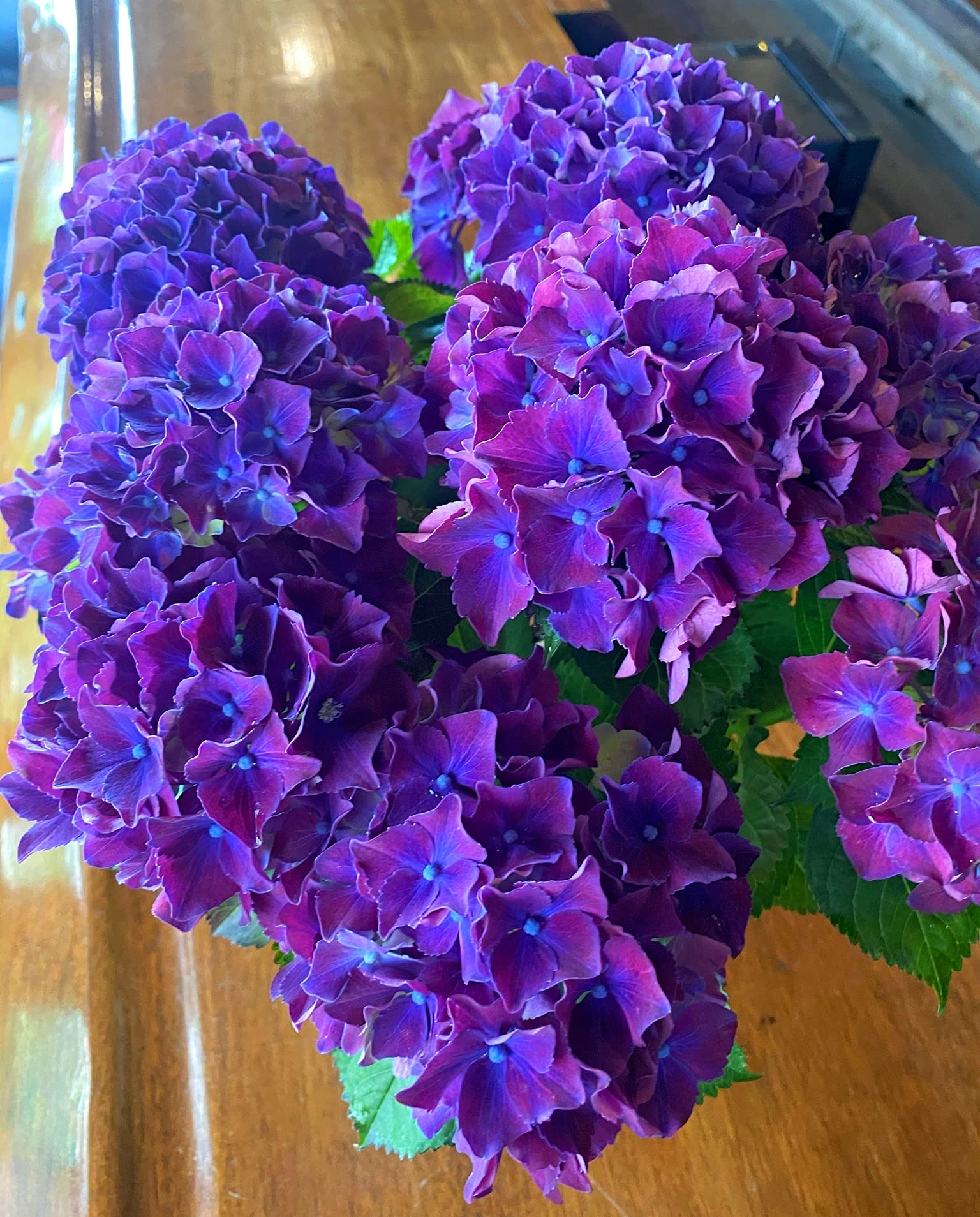 Amazon.co.jp: 素晴らしい紫陽花！母の日 父の日 ギフト 誕生日