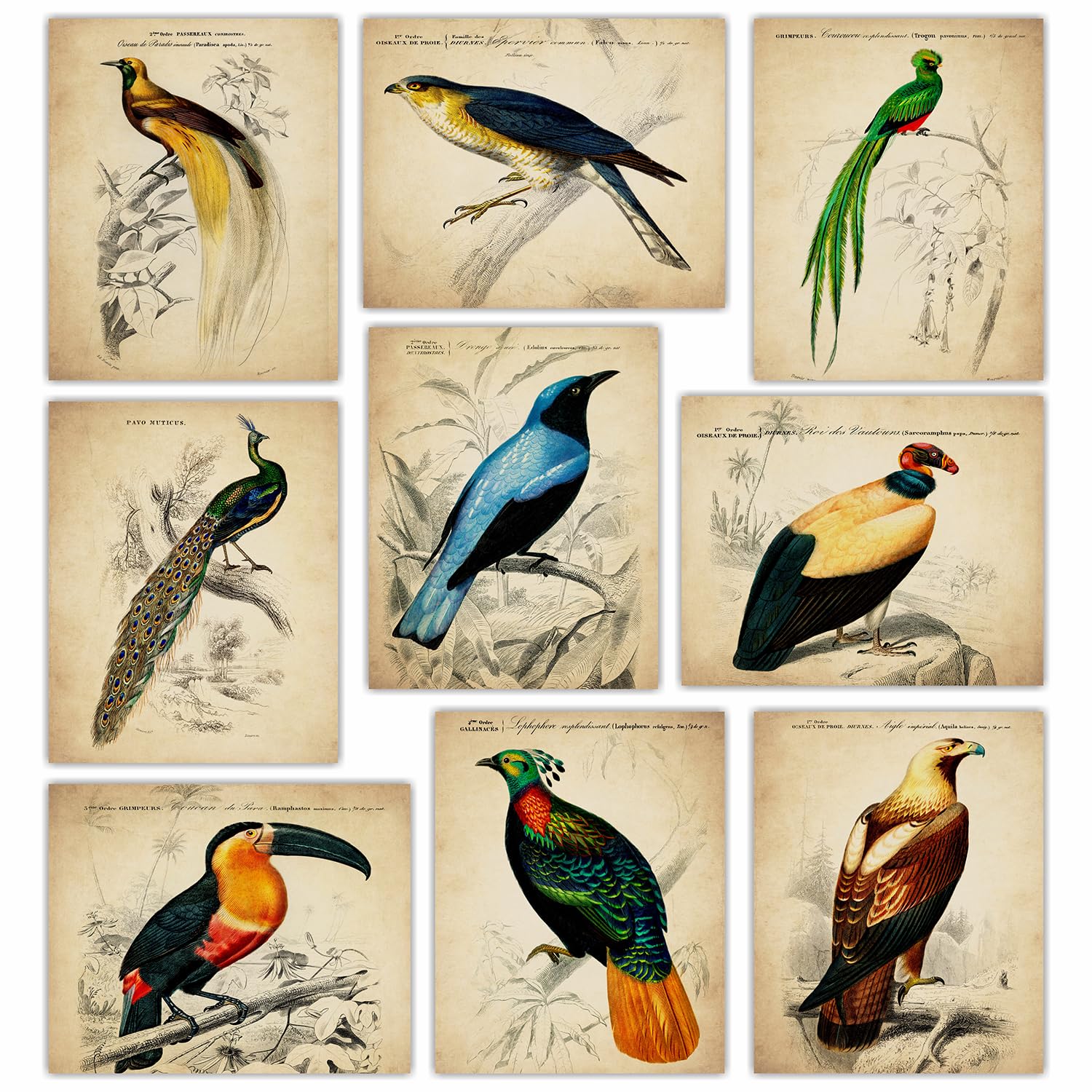 Amazon.com: Vintage Tropical Birds Wall Decor - Exotic Bird