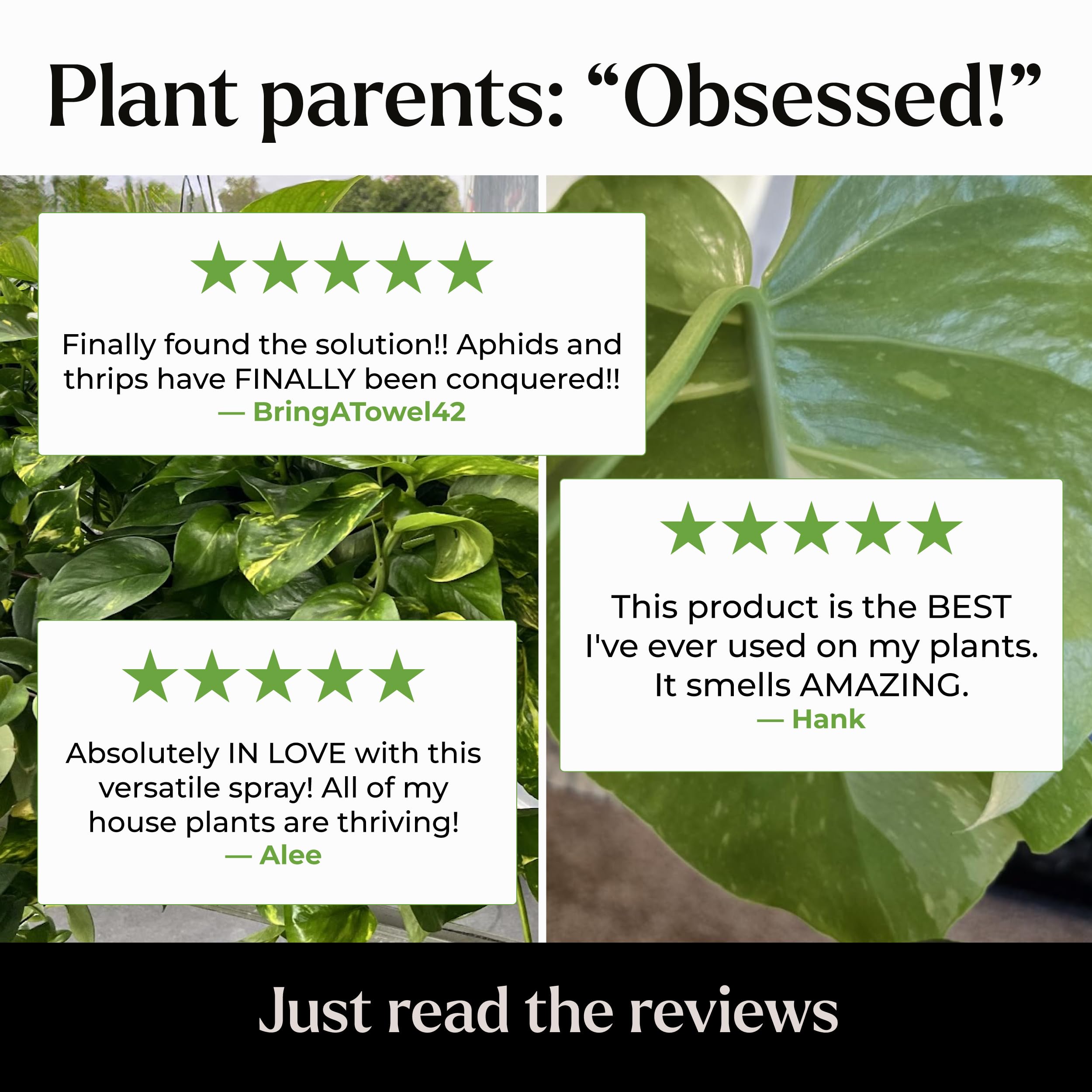 Big Leaf Energy (16 FL OZ) Organic Neem Oil Spray for Plants + Essential Oils : Ready to Use Plant Wash for Indoor Houseplants & Outdoor Gardens, Natural Leaf Shine