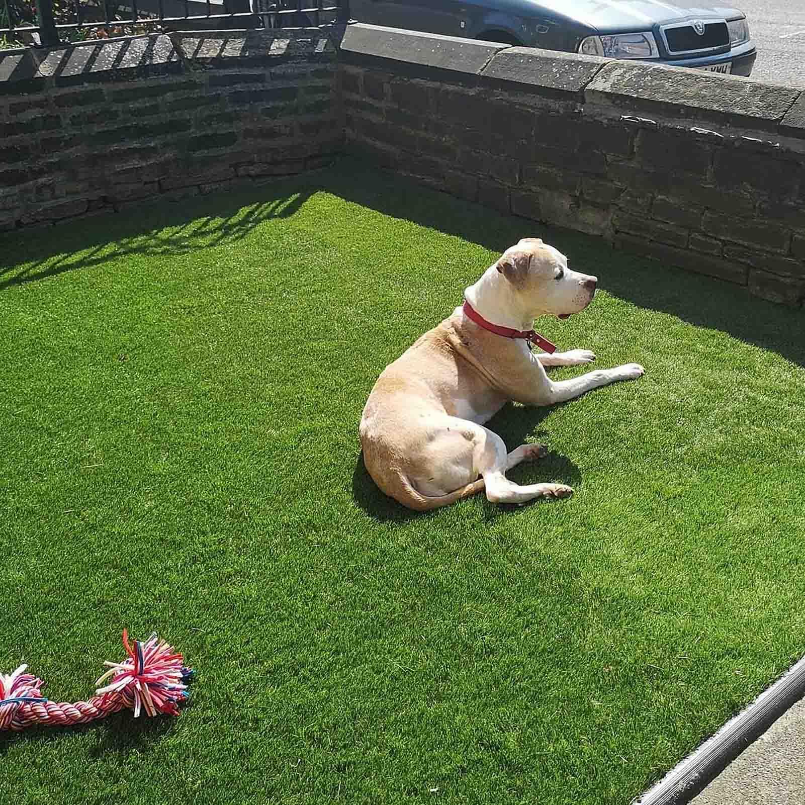 Tappeto erboso artificiale da 25 cm, per interni ed esterni, per cani, giardino, prato, balcone, astroturf, con fori di drenaggio, erba sintetica