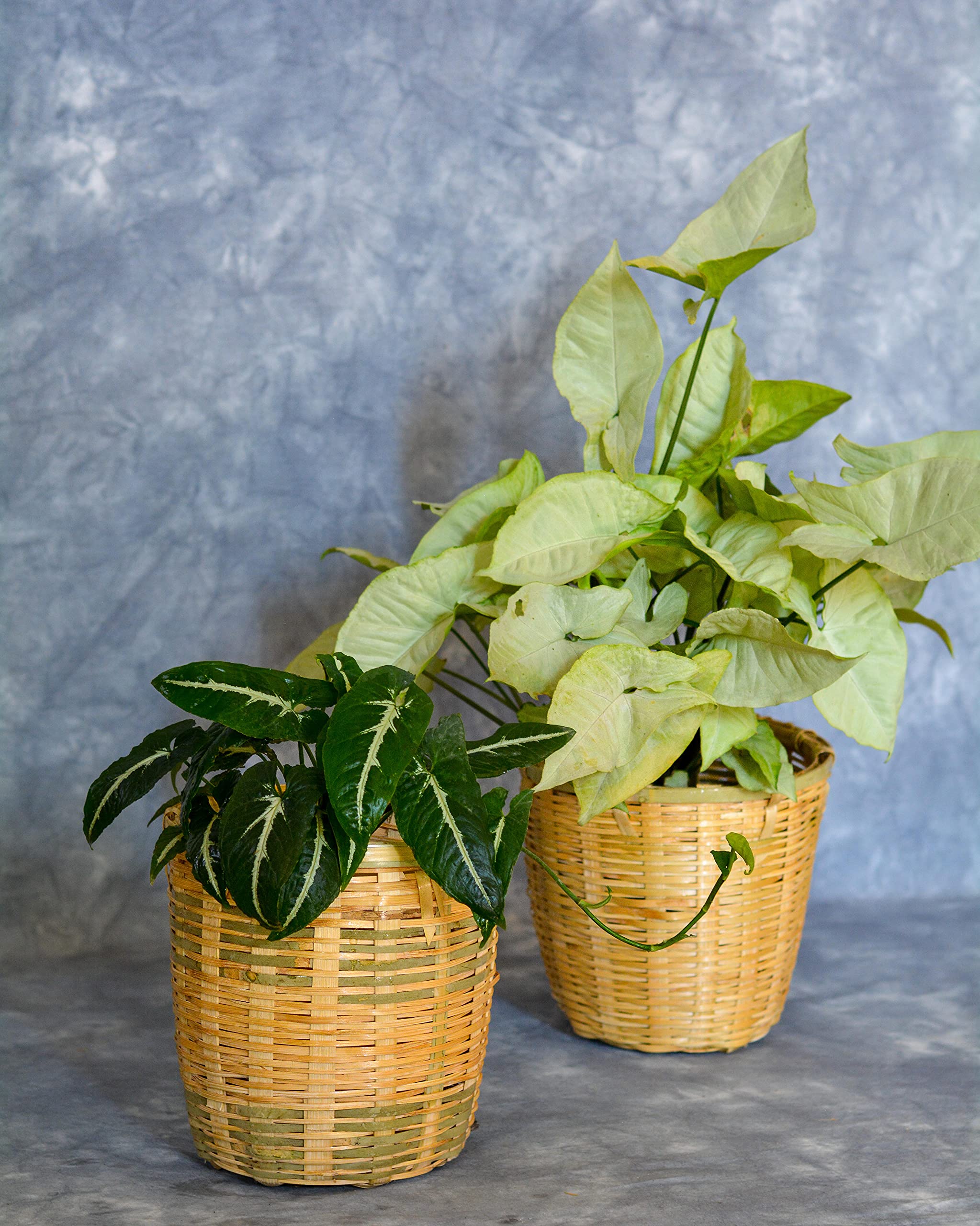 See full amazon price history chart for CreateYourTaste - Bamboo Planter for Indoor Plants, Balcony Garden (7 * 7 inches) CreateYourTaste - Bamboo Planter for Indoor Plants, Balcony Garden (7 * 7 inches) (B08ZJ9BVP7) Amazon Price History, Amazon Price Tracker